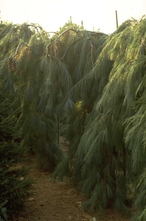 Weymouthden - Pinus strobus 'Pendula'