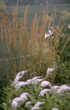 Dünenröhricht - Calamagrostis epigejos