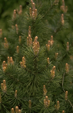 Sträucher - Pinus banksiana 'Arctis