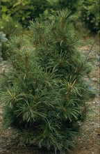 Sibirische Zwergkiefer - Pinus pumila 'Chlorocarpa'.