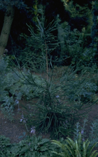 Japanische Zypresse - Cryptomeria japonica 'Dacrydioides