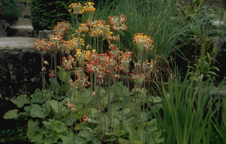 Sleutelbloem - Primula florindae 'Rubra'