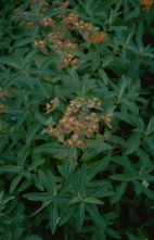 Wolfsmilch - Euphorbia griffithii 'Dixter'