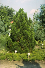 Schlangenhäute - Pinus leucodermis