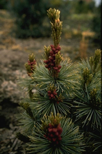 Siberische dwergden - Pinus pumila