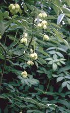 Pimpernoot - Staphylea pinnata