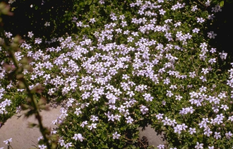 Tuinlobelia - Laurentia Fluviatilis
