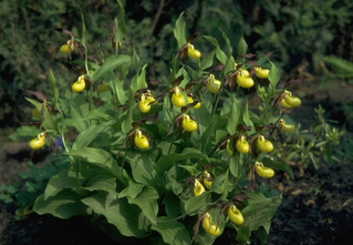 Venusschoentje - Cypripedium calceolus