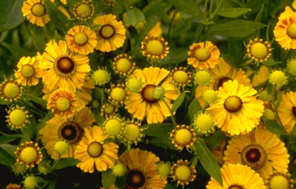 Sonnenblume - Helenium 'Zimbelstern