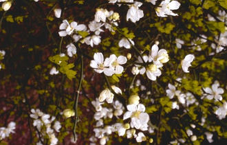 Citroenboompje - Poncirus trifoliata