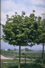 Noorse Esdoorn - Acer platanoides 'Globosum'