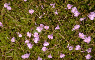 Mazus reptans