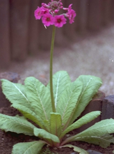 Sleutelbloem - Primula beesiana