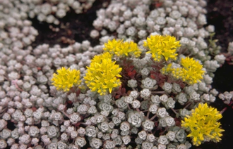 Vetkruid - Sedum spathulifolium 'Cape Blanco'