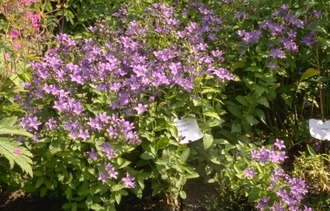 Glockenblume - Campanula lactiflora 'Prichard's Variety' (pro/m2)