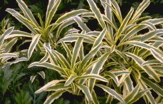Steenraket - Erysimum linifolium 'Variegatum'