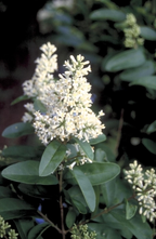 Liguster - Ligustrum ibolium