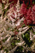 Spierstruik - Astilbe 'Bumalda'