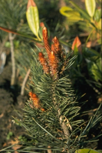 Waldkiefer - Pinus sylvestris 'Bonna'