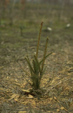 Fijnspar - Picea abies 'Cupressina'