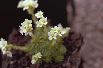 Steenbreek - Saxifraga x apiculata 'Alba'