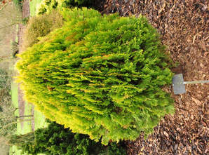 Thuja Occidentalis 'Southport'