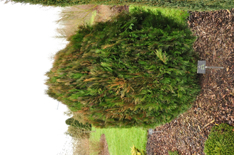 Thuja Orientalis 'Purple King'