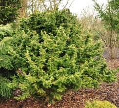 Tsuga canadensis 'Hussel'