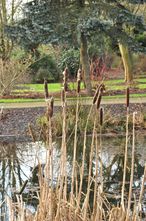 Grote Lisdodde - Typha latifolia