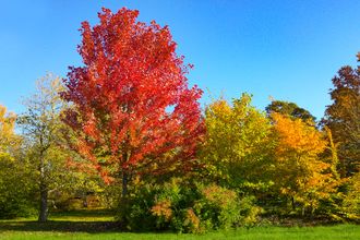 Rotahorn - Acer rubrum 'Herbstflamme'