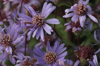 Aster - Aster radula