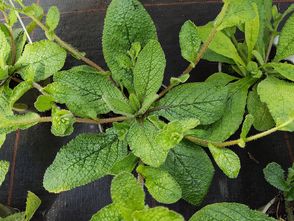 Bernagie - Borago pygmaea plant