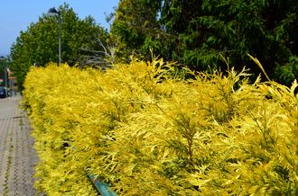 Westerse levensboom - Thuja occidentalis 'Yellow Ribbon'