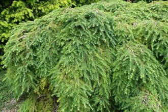 Tsuga Canadensis 'Cole's Variety'