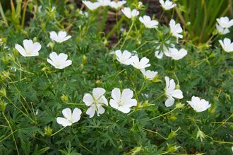 Ooievaarsbek - Geranium sanguineum 'Album'