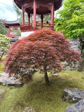 Japanischer Ahorn - Acer palmatum 'Dissectum Granat