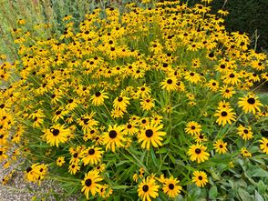 Gelbe Sonnenblume - Rudbeckia Fulgida 'Goldsturm' TIP