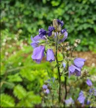 Alpenkelch - Aquilegia alpina