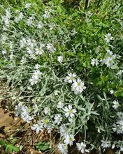 Viltige hoornbloem - Cerastium tomentosum