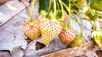 Erdbeere - Fragaria x ananassa Ananasbeere