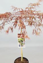 Japanischer Ahorn am Stamm - Acer Palmatum 'Crimson Queen'