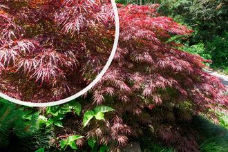 Japanischer Ahorn - Acer palmatum 'Crimson Princess'