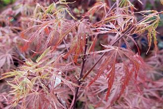 Japanse Esdoorn - Acer palmatum 'Garnet'