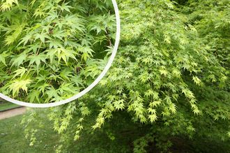 Japanse Esdoorn - Acer palmatum