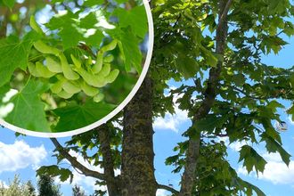Spitzahorn - Acer platanoides 'Columnare' Hochstämmiger Baum