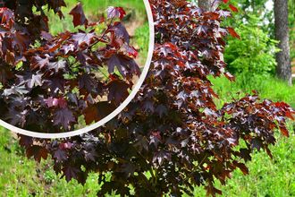 Roodbladige Noorse esdoorn - Acer platanoides 'Royal Red' Zuilvorm