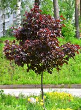 Rotblättriger Spitzahorn - Acer platanoides 'Royal Red' Hochstammbaum