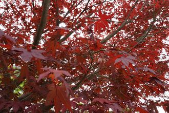 Rot-Ahorn - Acer rubrum 'Red Sunset'