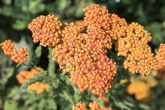 Duizendblad - Achillea millefolium 'Walther Funcke'