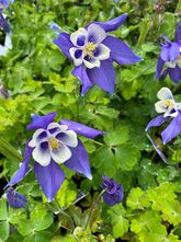 Akelei - Aquilegia 'Spring Magic Blue & White'